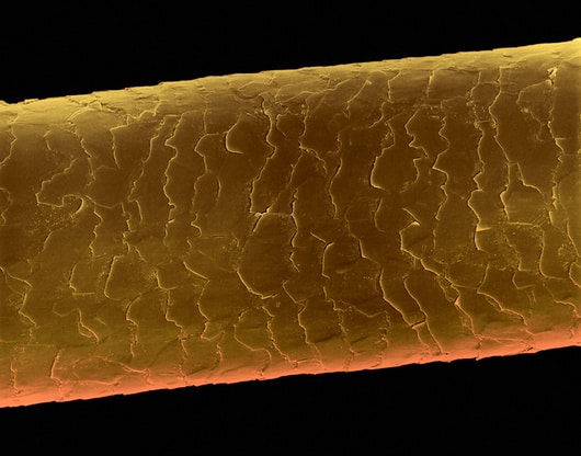Human hair, SEM